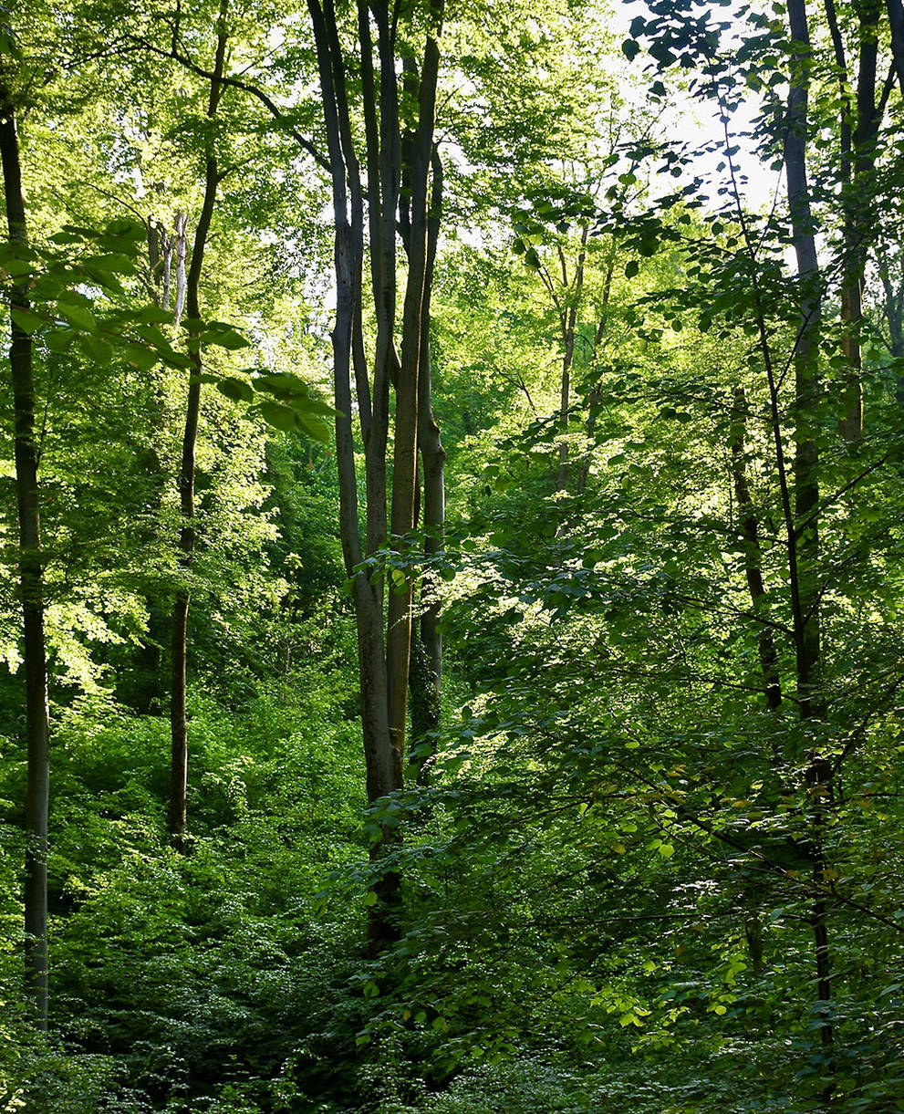 Wald in Riehen